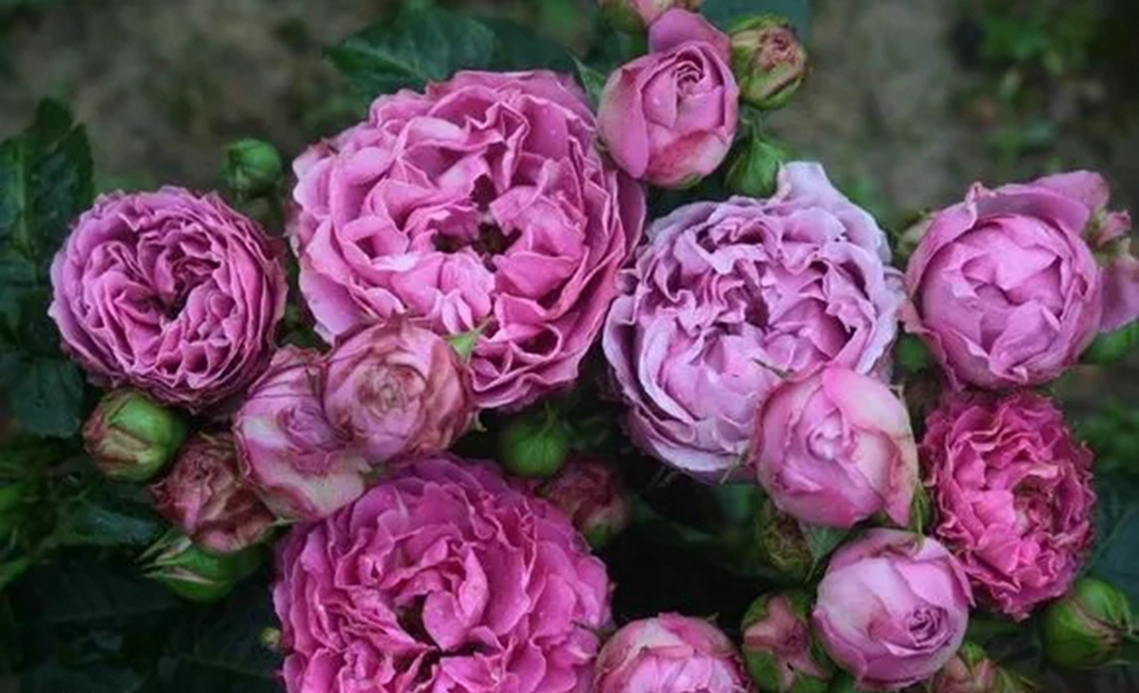 100种月季品种大全集,适合地栽的蓝紫色月季有哪些
