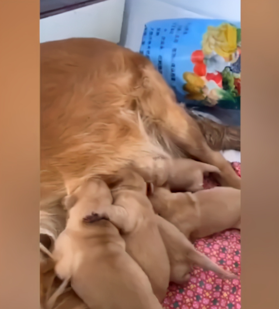 狗被碾压口吐白沫仍坚持喂奶,狗妈目睹狗崽被汽车碾压死