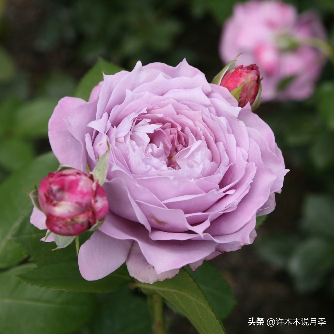 为啥网上买的月季花很难成活,为什么买的月季花养不活