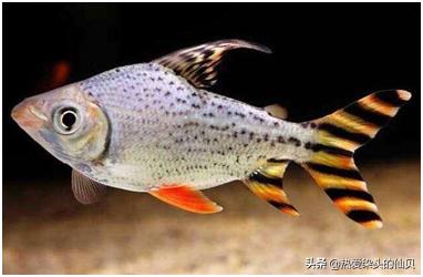 观赏鱼好运锦鲤,象征好运的观赏鱼视频