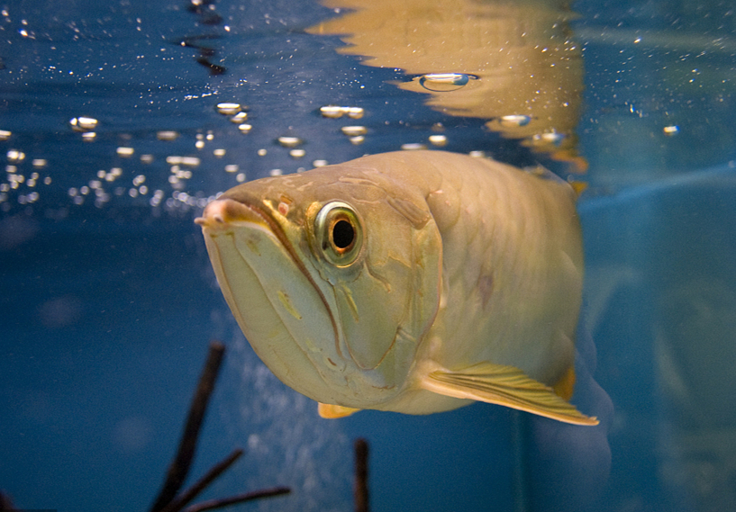 鱼咋老是想不开“自杀”呢？可能是这几个原因！