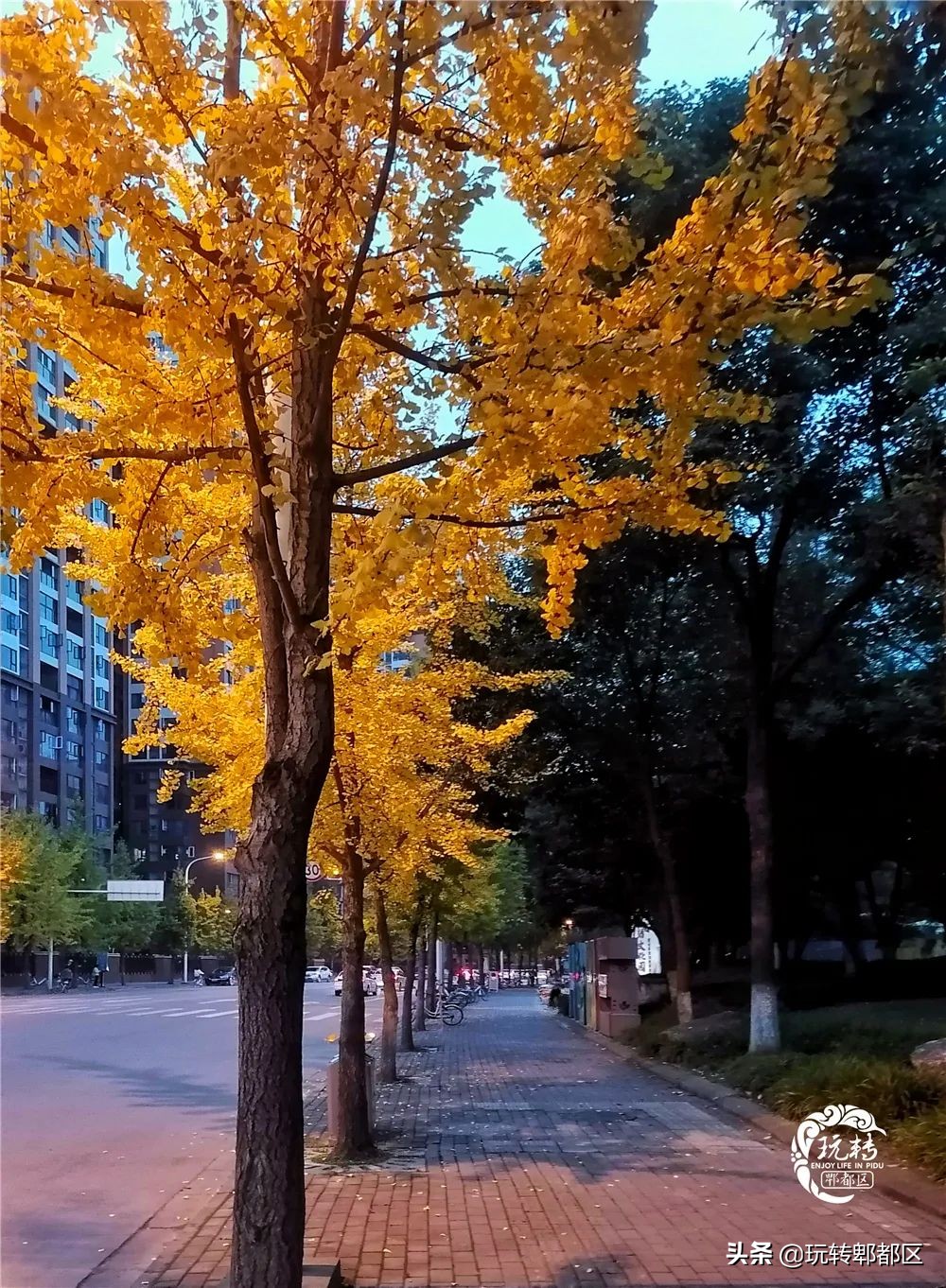 郫都区十大银杏打卡地,郫都区看银杏最好的地方