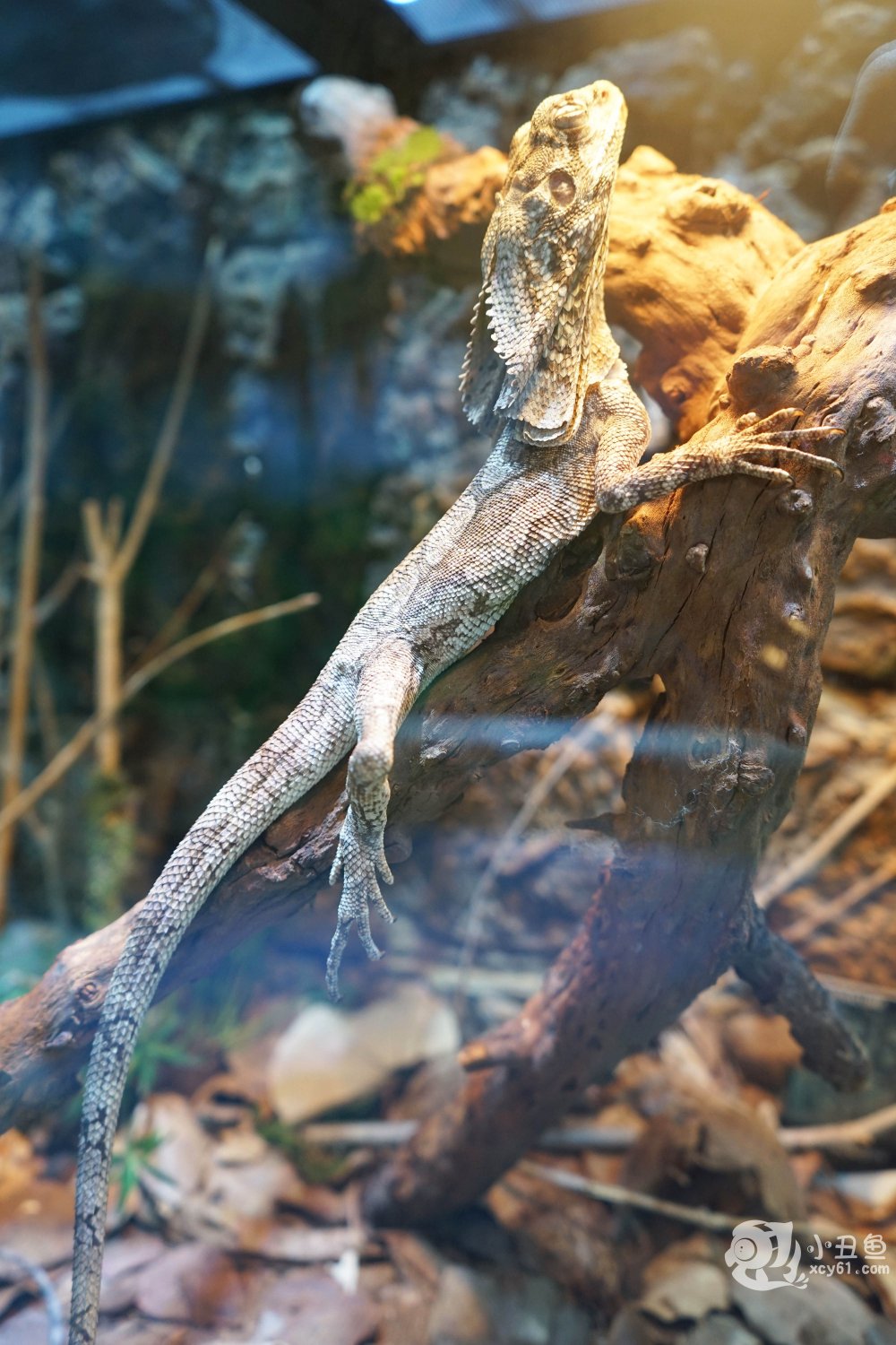 儿童玩的遛娃好去处,有动物的溜娃好去处