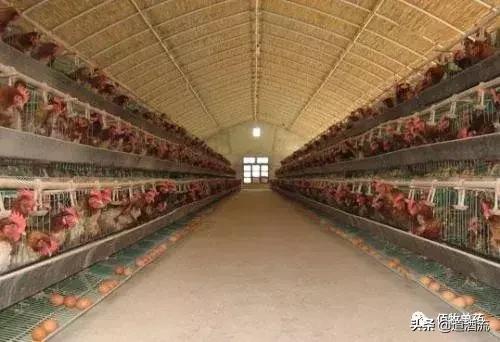 养鸡场鸡中暑了怎么处理,蛋鸡中暑怎么办