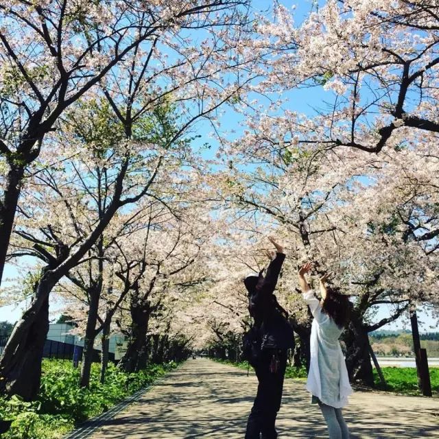 等你盛开，北海道之樱（文末也有福利在等你）