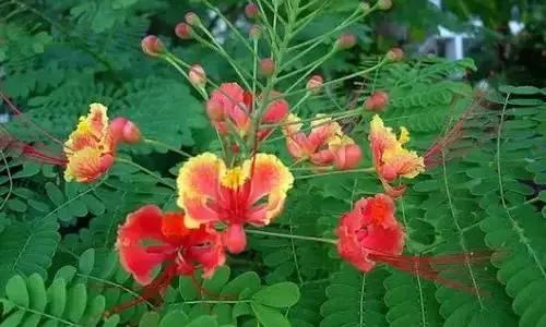 以桂花为市花的城市有哪些,中国每个城市的市花是什么