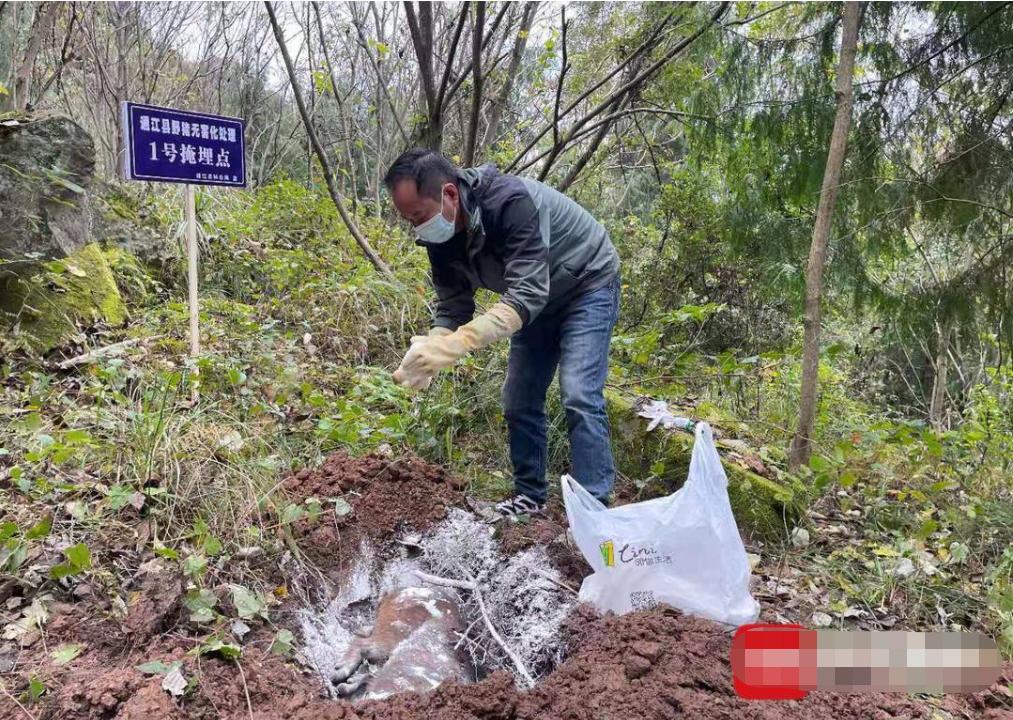 捕杀一头野猪要判多少年,野猪泛滥成灾国外的猎人捕猎野猪