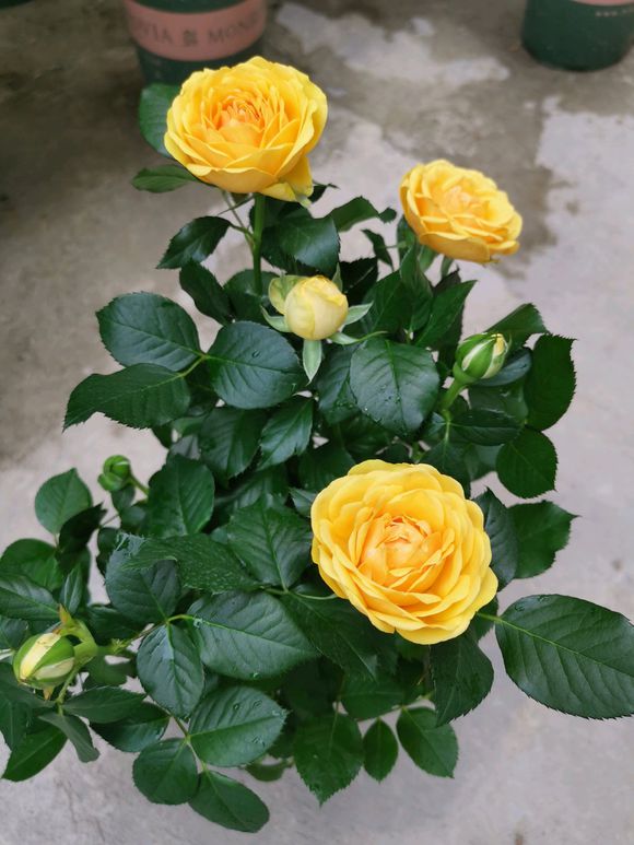 新长出的玫瑰花枝叶发蔫怎么回事,食用玫瑰花苗发蔫怎么救治