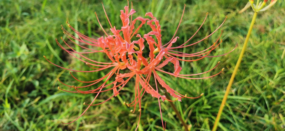 成都青龙湖公园门票,成都青龙湖公园地址