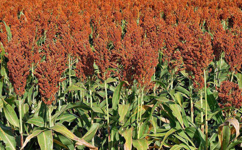 农民种玉米技巧,农村种植高粱全过程