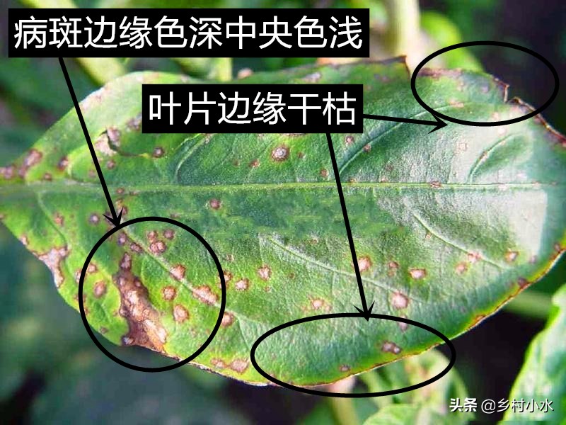 辣椒黄叶褐色斑怎么治,辣椒叶片有褐色斑点是什么原因