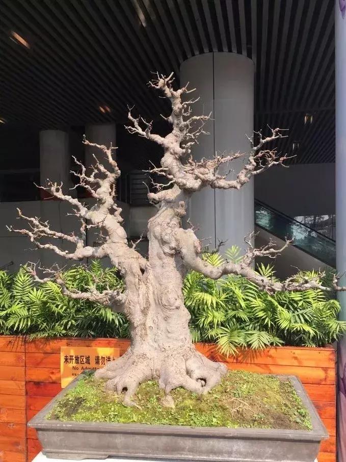 最值得收藏的六种盆景树种是哪种,常见的盆景树种有哪些