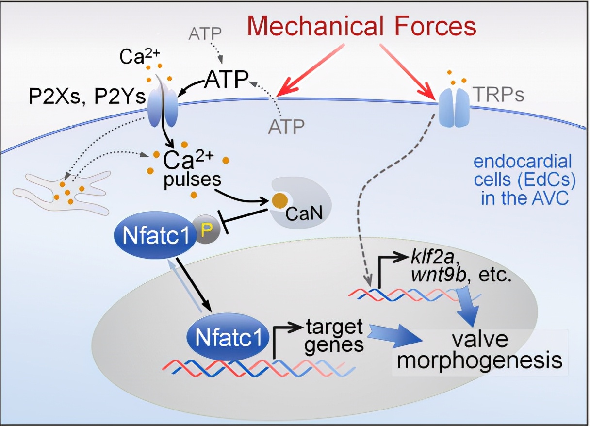 心脏机械瓣膜的工作原理,人工心脏瓣膜的产生与进展