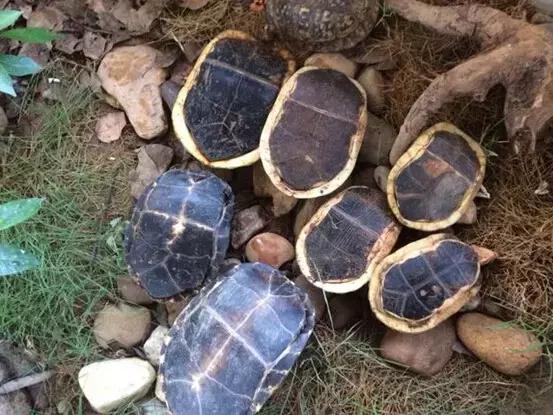 黄缘龟喜欢的植物,黄缘龟有灵性吗