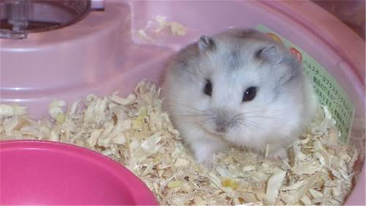 仓鼠越狱一天会躲在哪里,仓鼠越狱一次后执着的想跑
