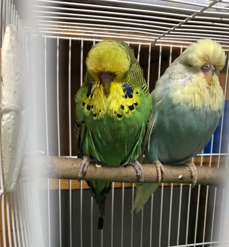 养两只虎皮鹦鹉要多少钱,养10只虎皮鹦鹉要用多少钱一个月