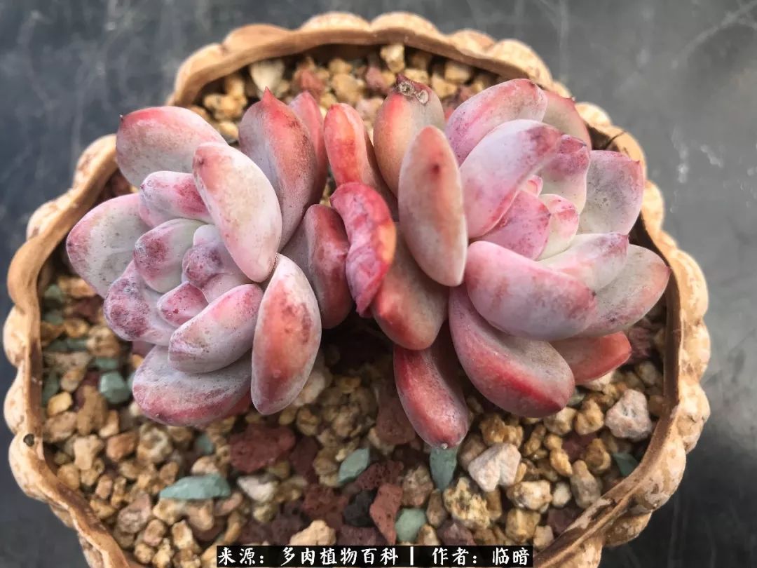 多肉带给我的感情,多肉给人们带什么作用