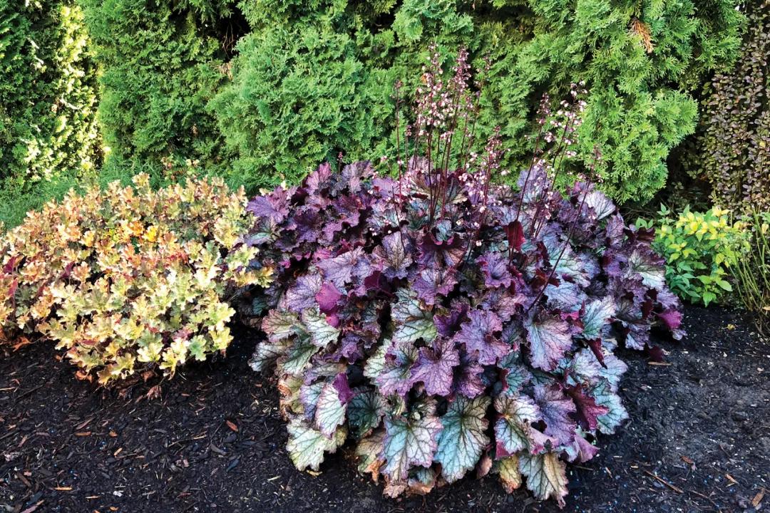 矾根的全能型选手来了，南北皆宜，色彩丰富