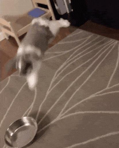 兔兔辣么阔爱，你怎么不养兔兔？