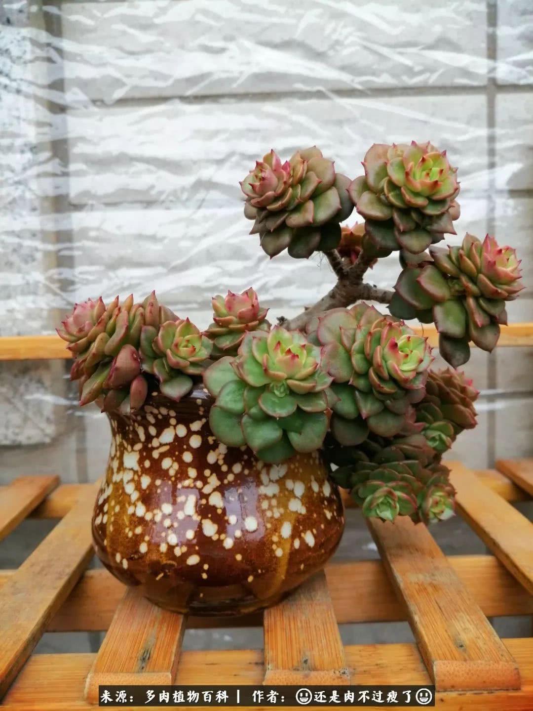 日照弘一法师,日照法师请师父