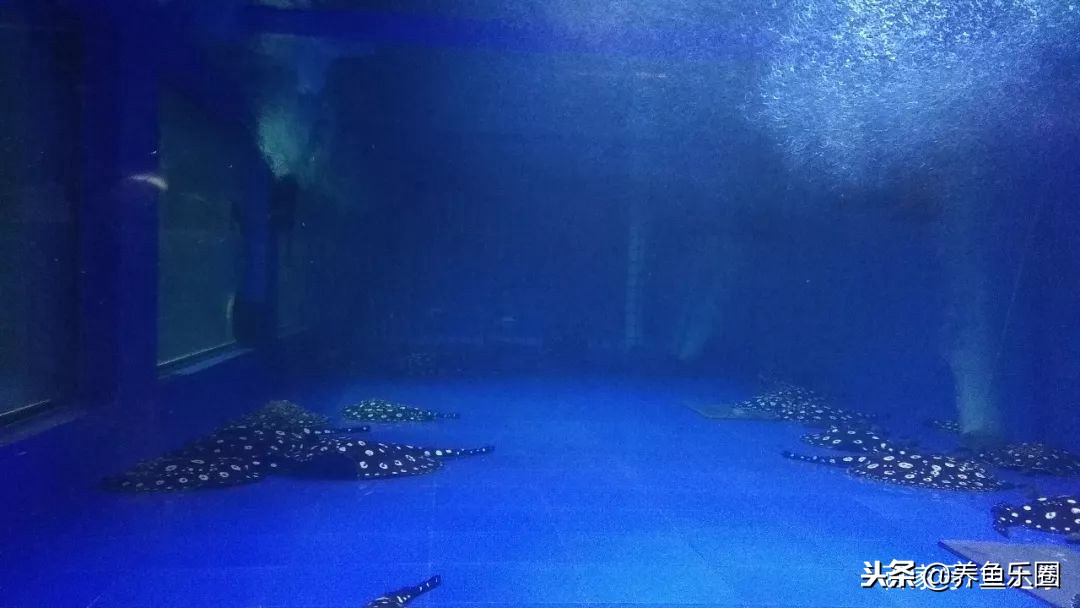 这位土豪家的渔场，光滤材就花了500多万，你确定不要见识一下？