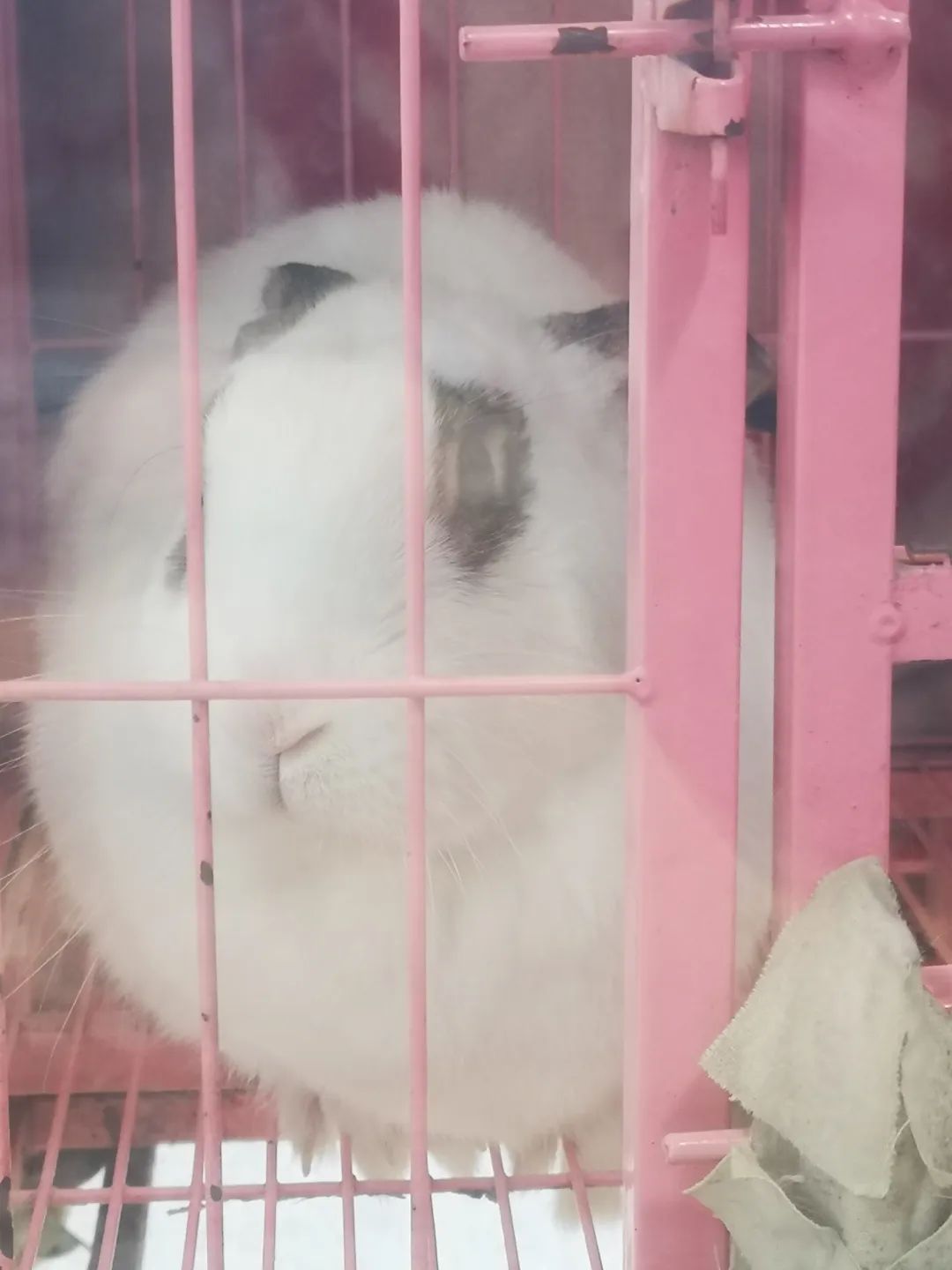 和宠物交流说什么,宠物谈恋爱怎么回事