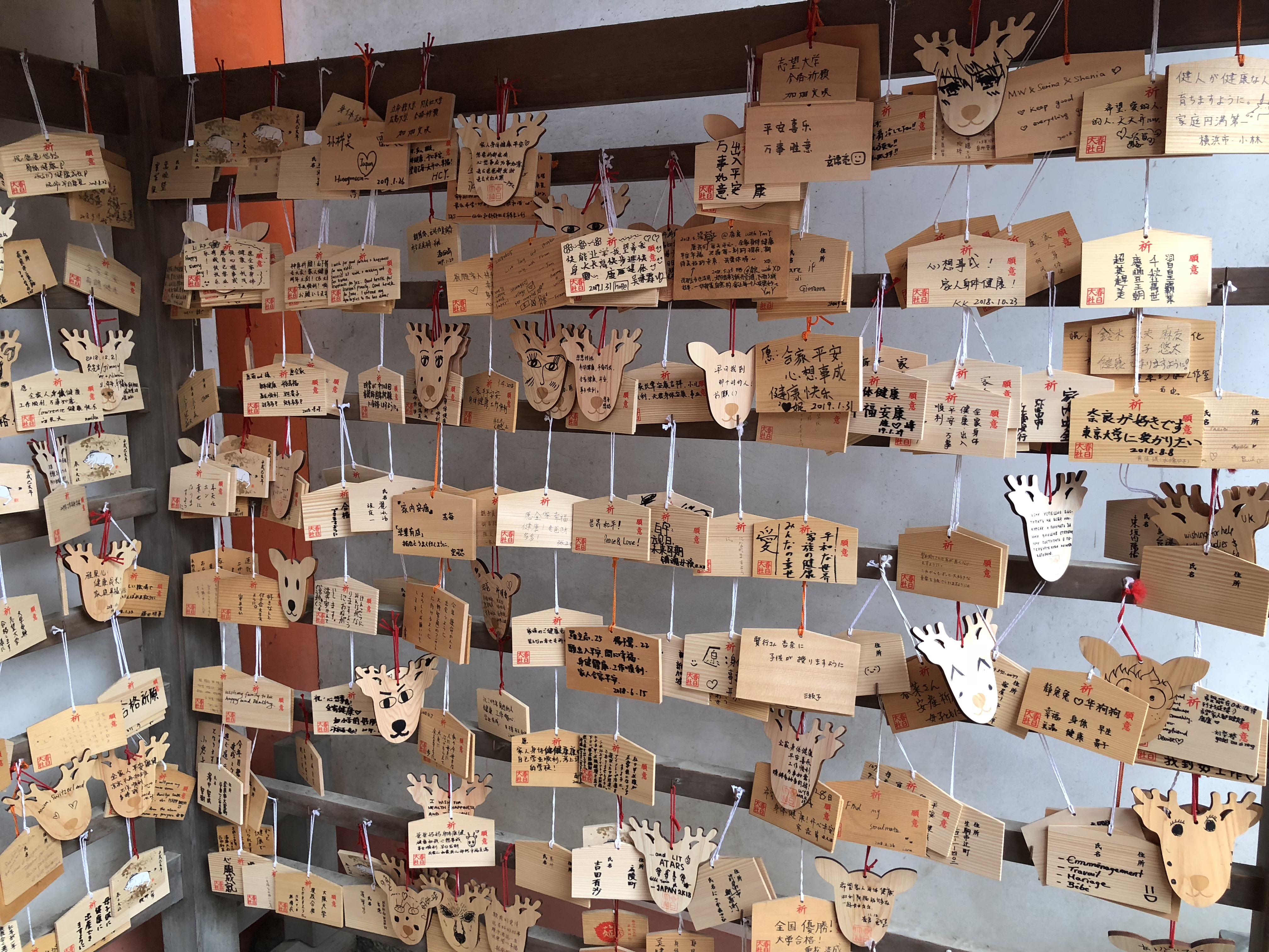 奈良公园小神鹿,日本奈良公园遇见“神鹿”