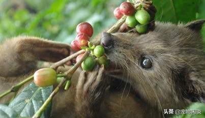 猫屎咖啡真是猫屎吗,猫屎咖啡真的是用猫屎做的吗