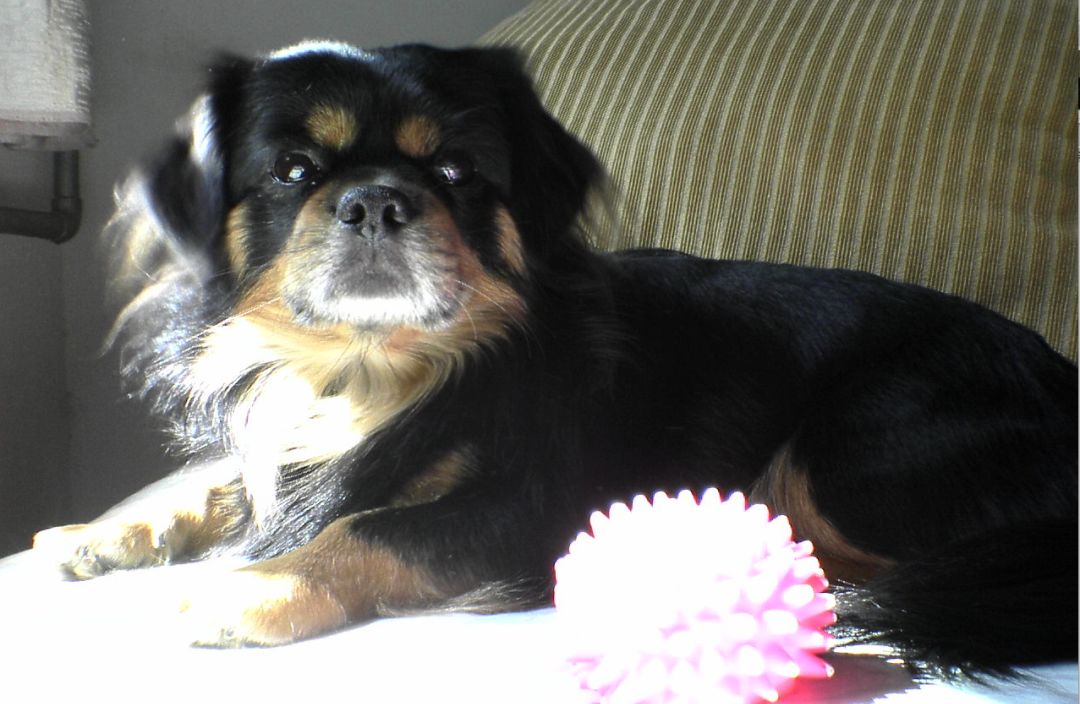 怎么和孩子谈生命的重要,怎样和孩子谈生死的话题