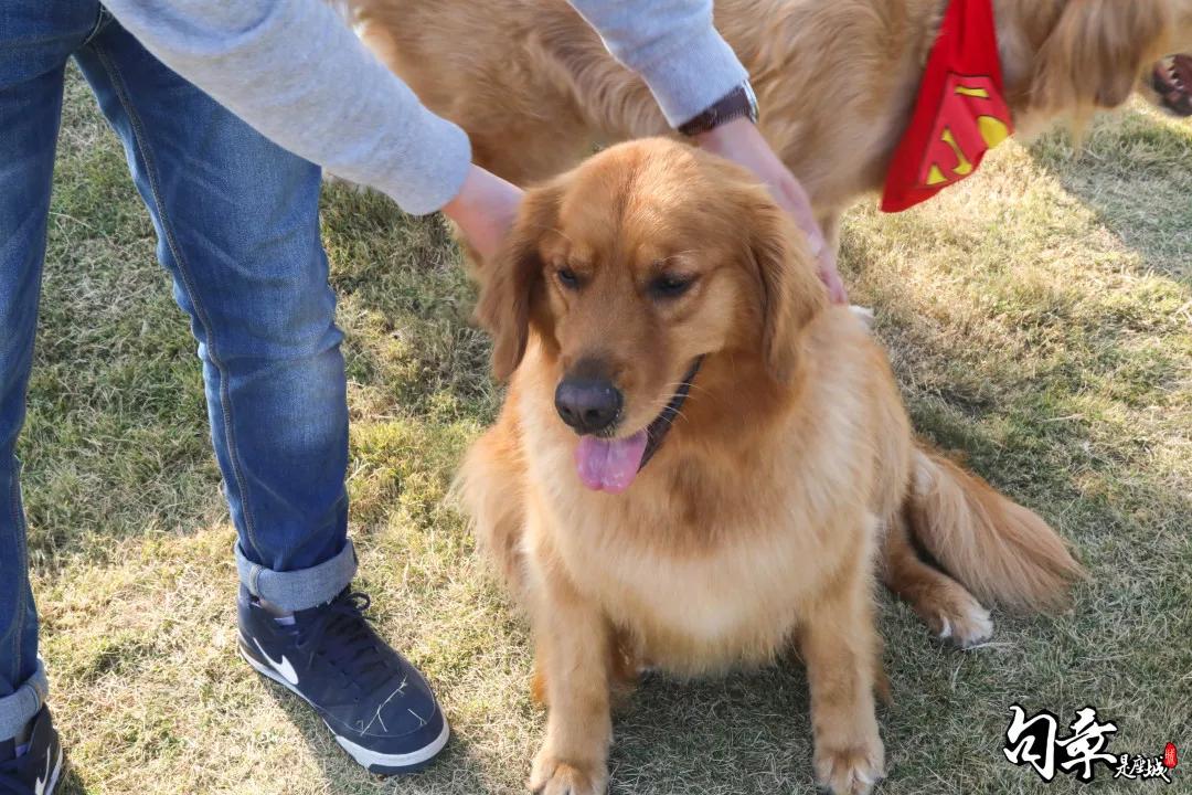 汪汪汪~宁波首家宠物主题乐园登陆江北，铲屎官们走起