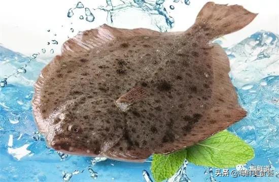 好吃不贵的海鲜种类有哪些,最好吃又最常见海鲜有几种