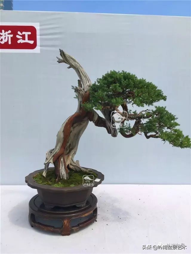 鎺㈡灊妞嶇墿,鎺㈡灊