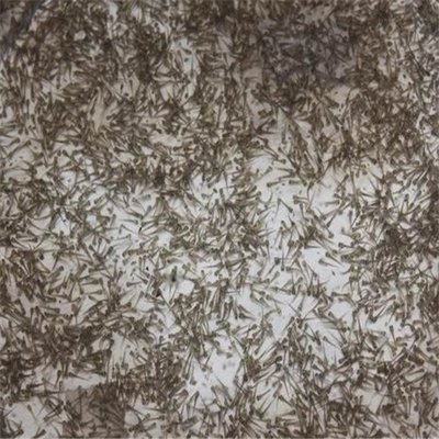 泥鳅养殖基本知识,泥鳅养殖需要注意哪些问题