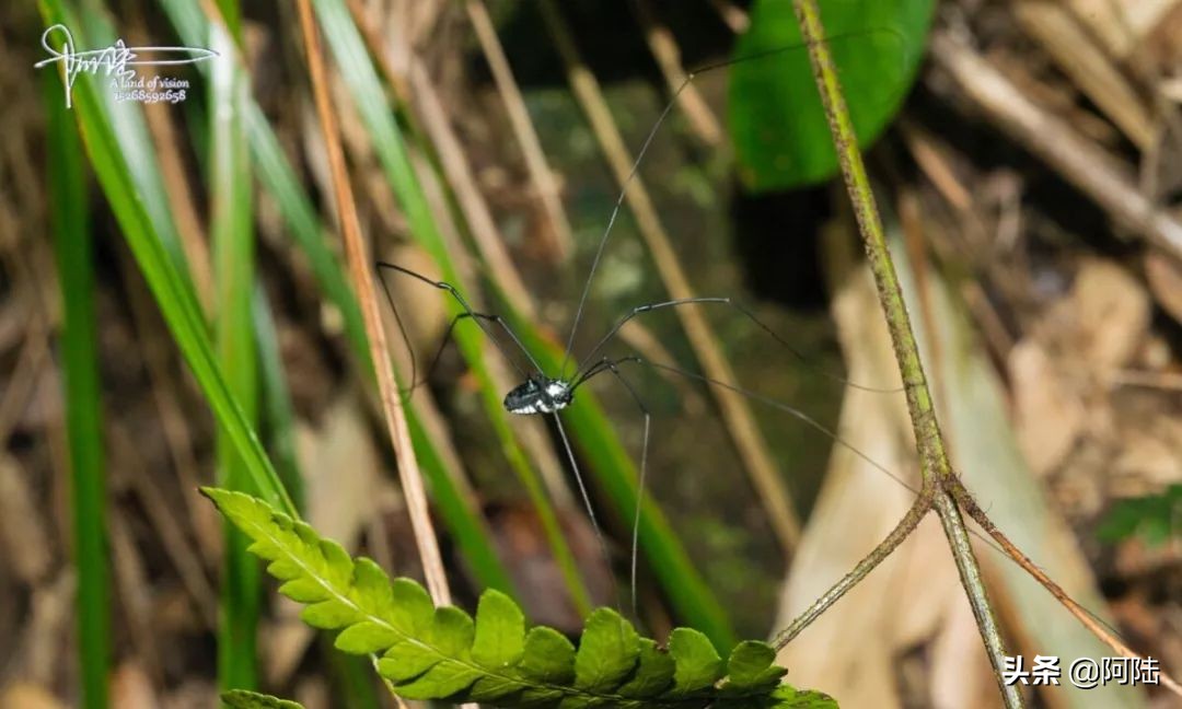 我的昆虫记封面,我的昆虫记作文300字