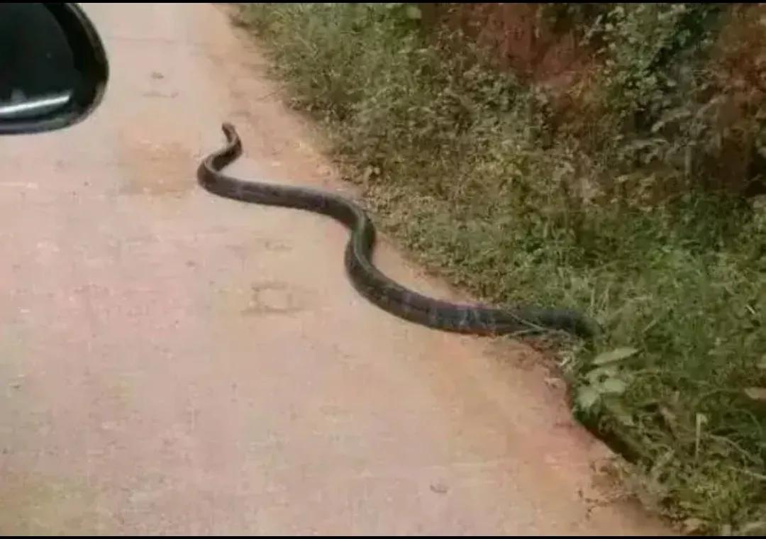 狮子座害怕什么动物,鲨鱼最害怕什么动物