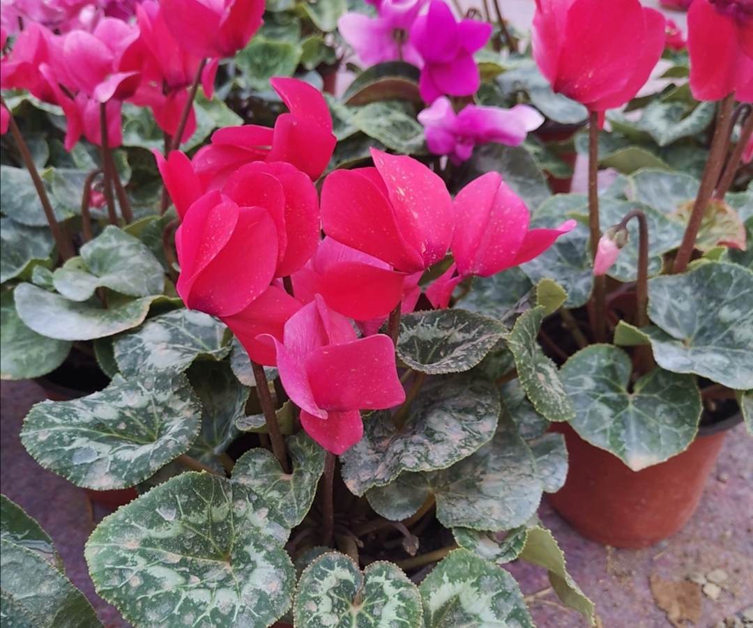 夏天闷热花卉怎么降温,夏天家里的花卉如何养护