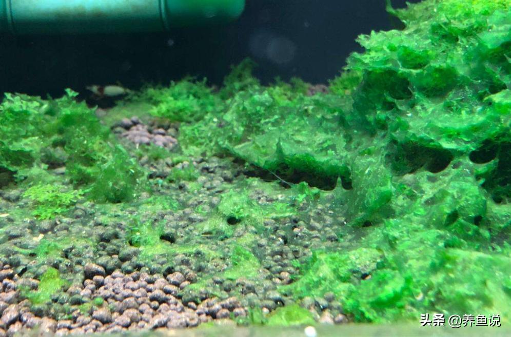 蓝绿藻怎么去除池塘,鱼缸除绿藻最好的鱼
