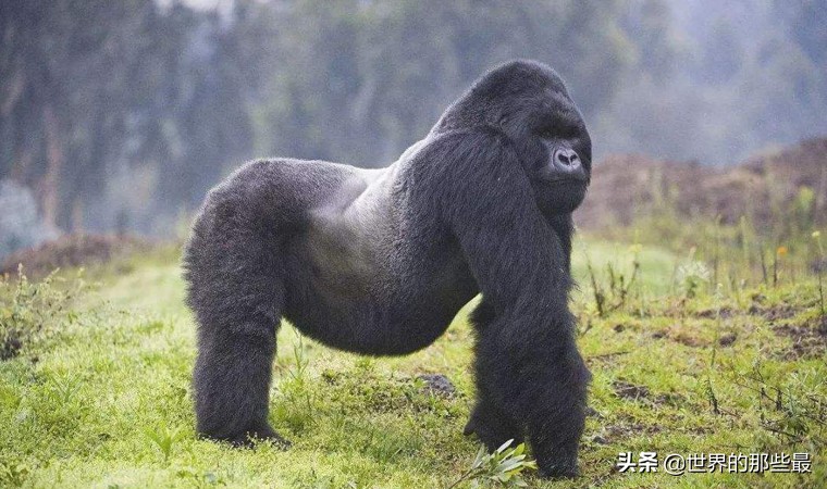 银背大猩猩和袋鼠拳击谁更厉害,银背大猩猩打架袋鼠vs老虎