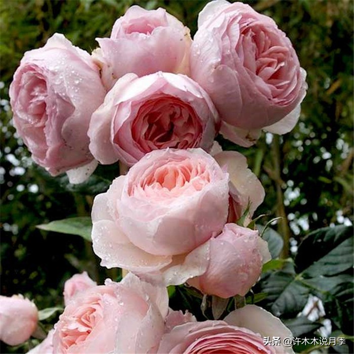 网购月季应该怎么种植?月季移栽后出现黄叶、枯萎是什么原因呢?