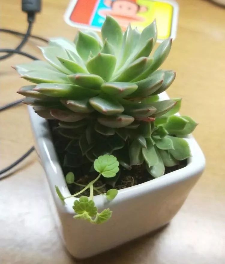 大四老学姐的寝室生活,养肉路上的真实感受