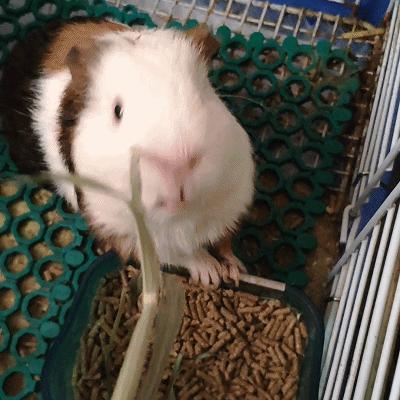 我家荷兰猪为啥总喜欢跳出笼子,荷兰猪奇葩名字