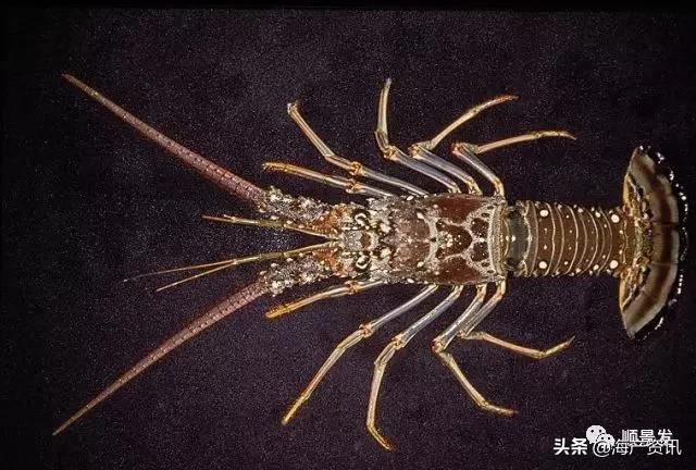 春节必买的海鲜,一年四季海鲜怎么选