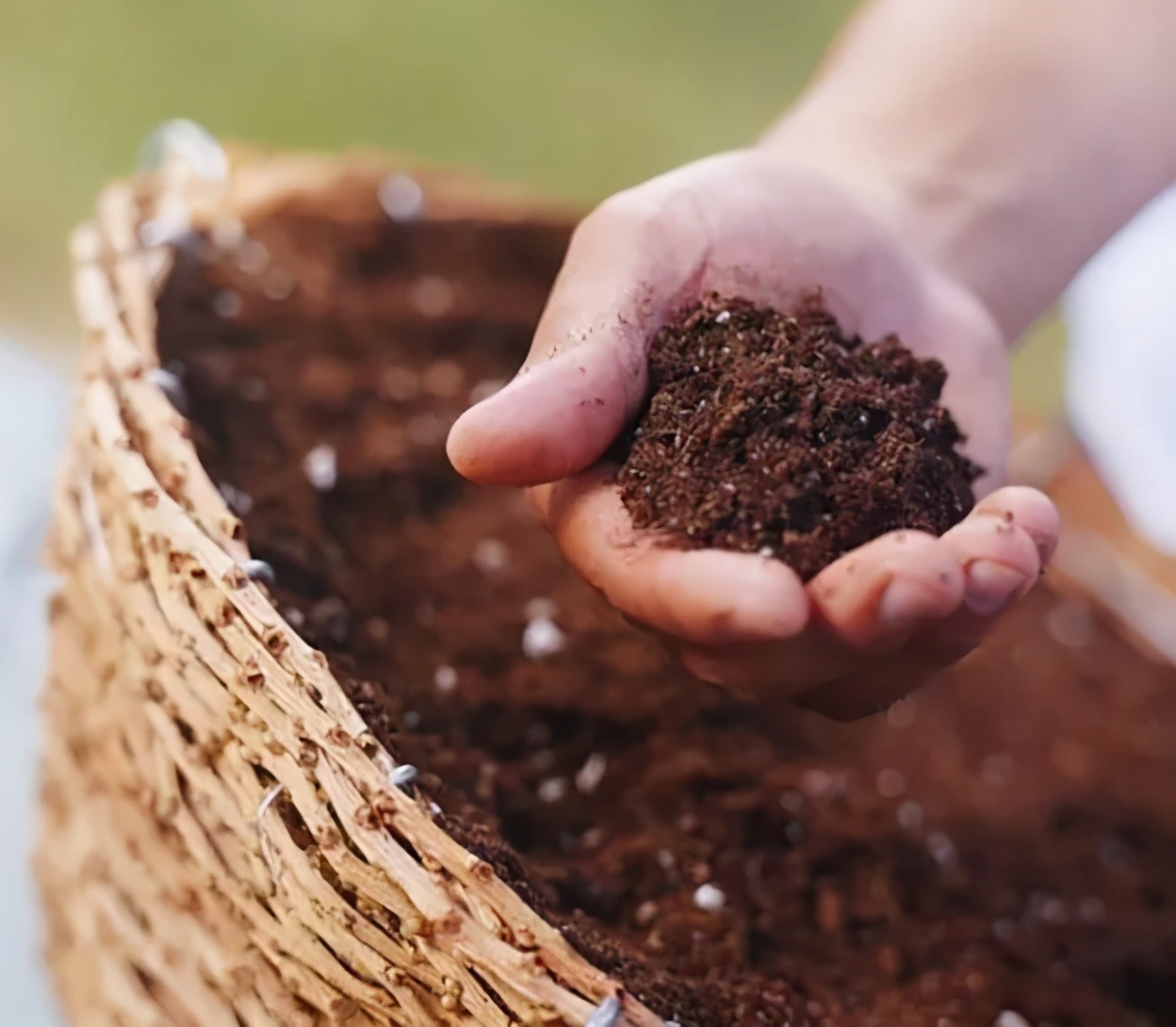 “大米熟了”，不是锅里煮的，而是阳台上栽的，一起来采摘吧