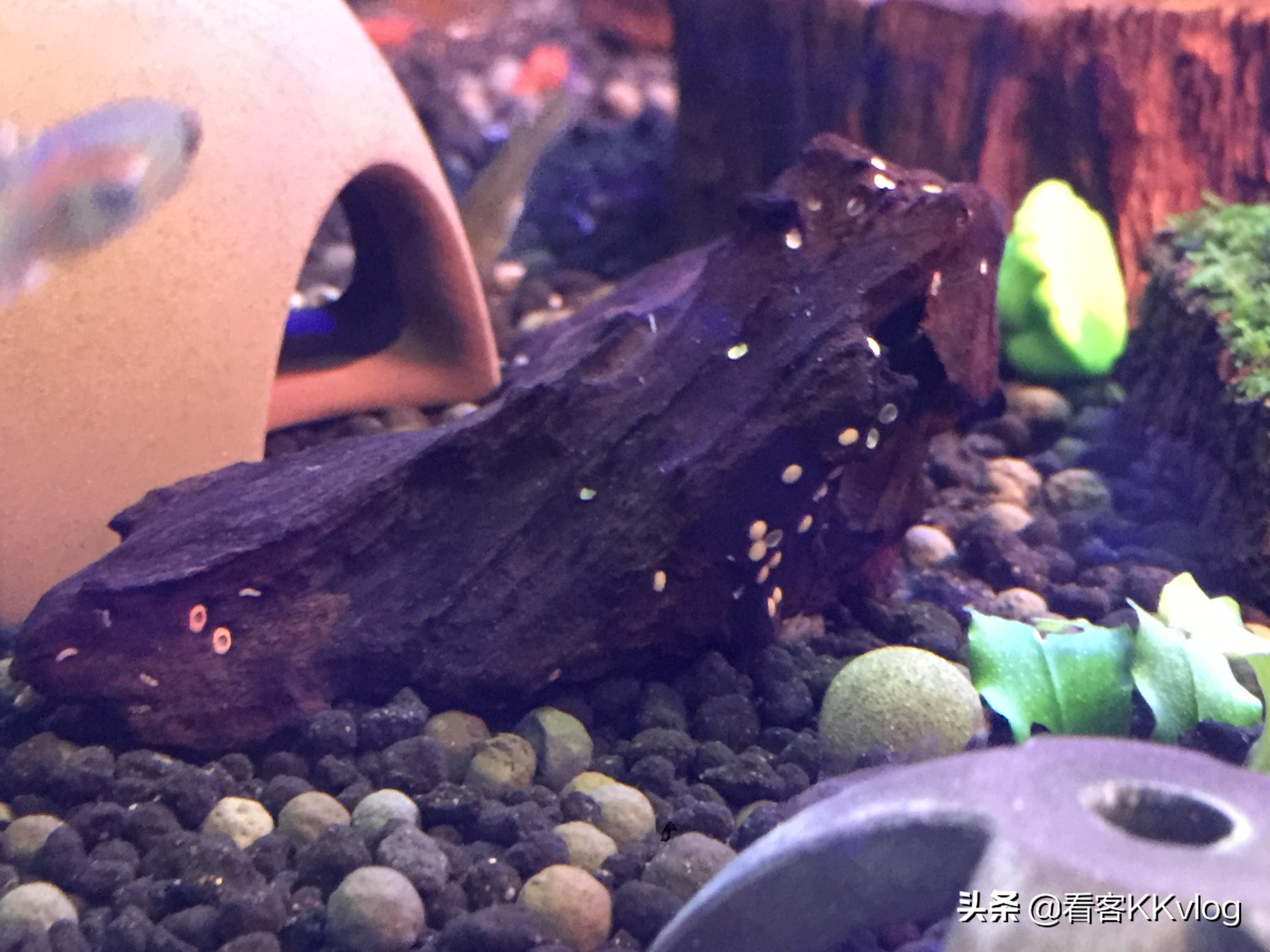 观赏螺卵图鉴,观赏螺的卵怎么养