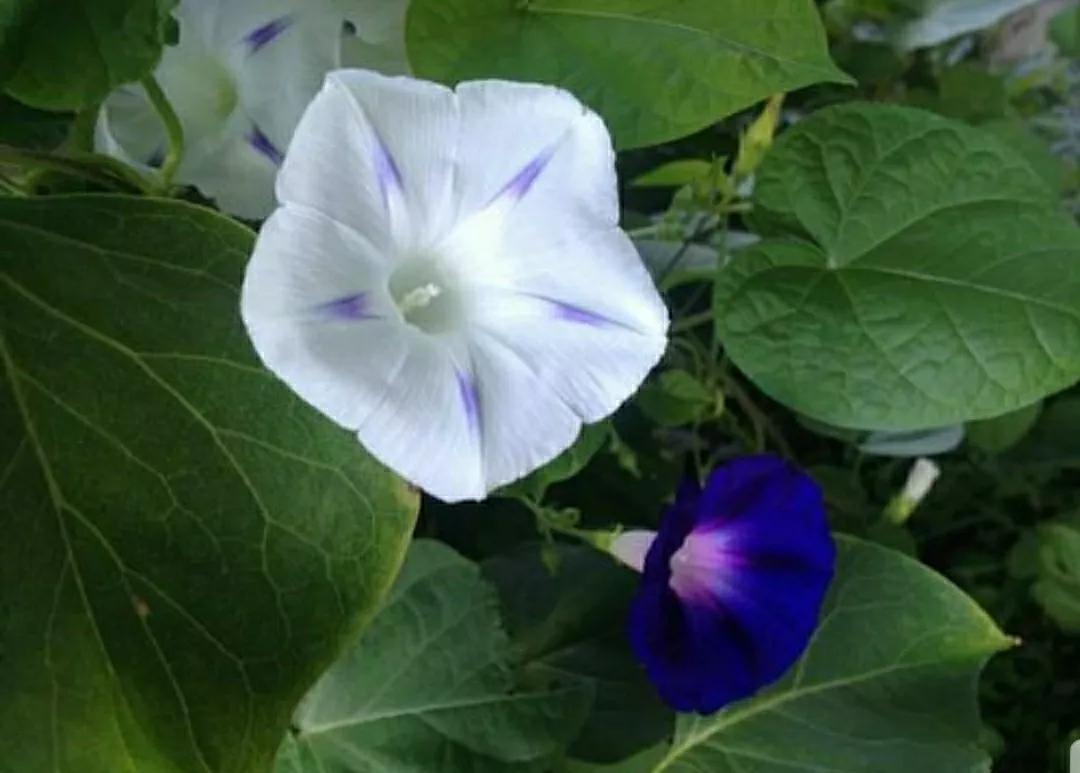 奇葩造型花:头上长草,心中有鬼,白月光。白天不开你非要晚上开