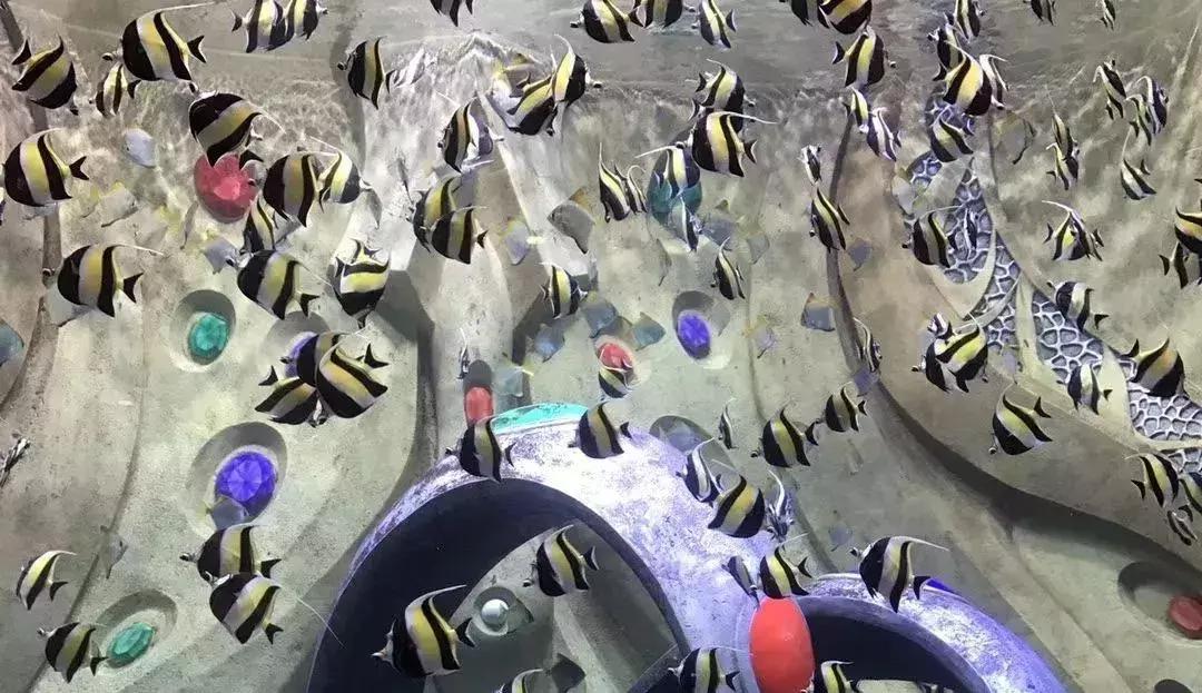 与海洋生物一起旅游,与海洋生物同游