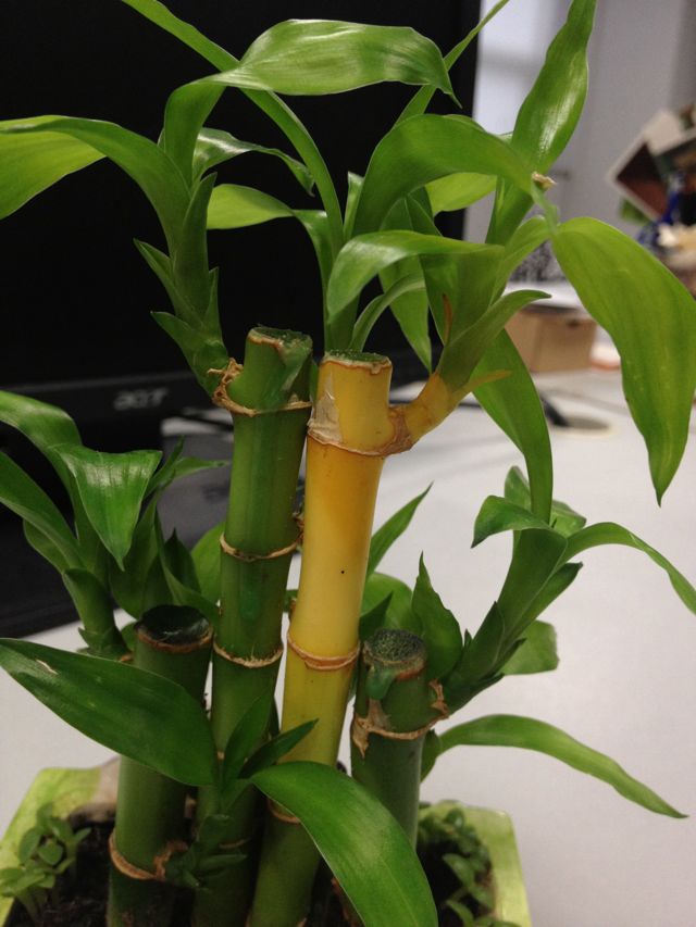 富贵竹变黄什么问题,富贵竹突然有一棵黄了是怎么回事