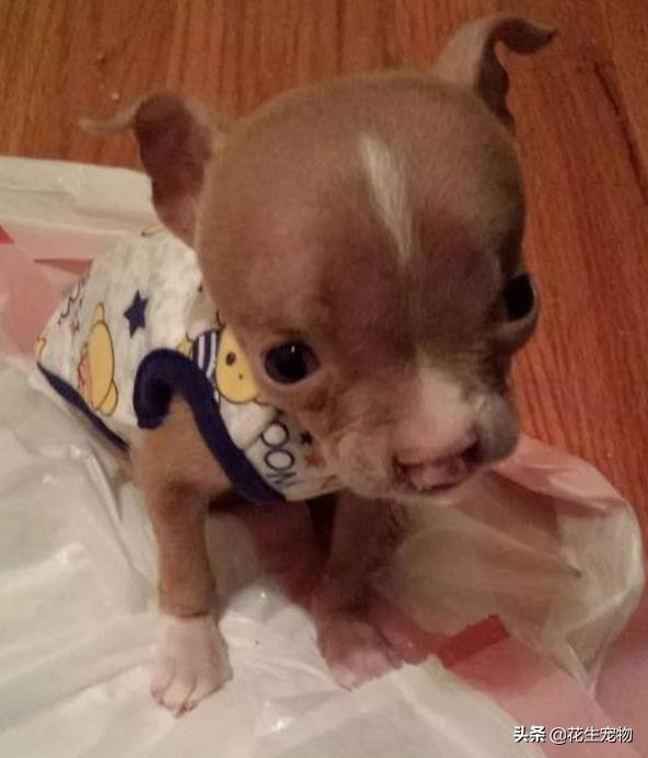 天生唇裂，丑到连亲妈都认不出，这只斗牛犬如今逆袭成白富美