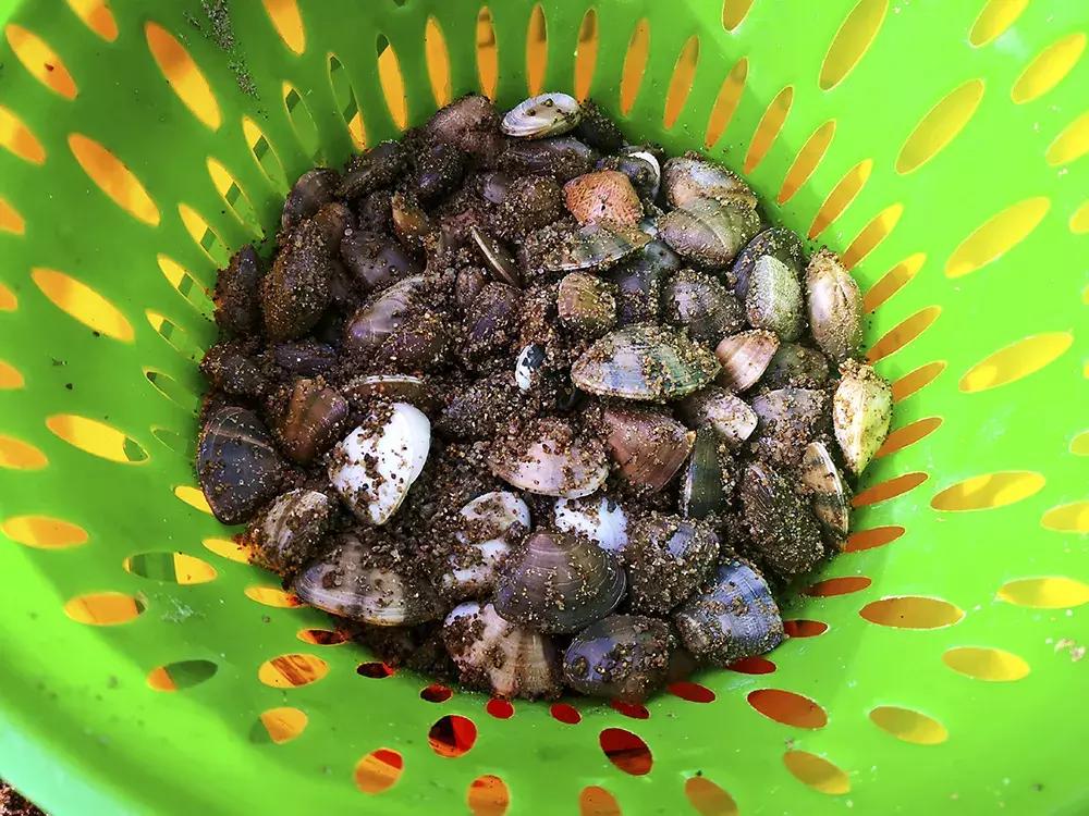 赶海挖蛏子手把手教你,挖一窝竹节蛏