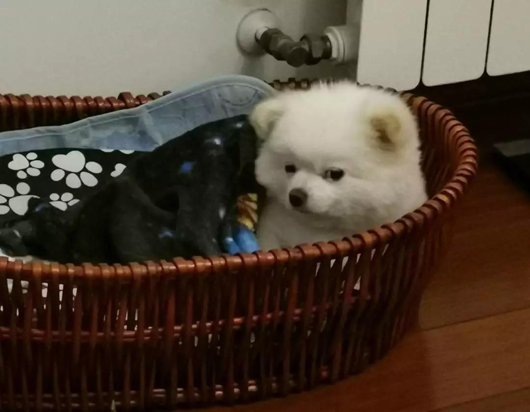 铲屎的都是因为啥和狗吵架，原谅我笑出了声